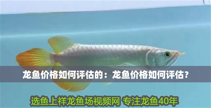 龍魚價格如何評估的：龍魚價格如何評估？