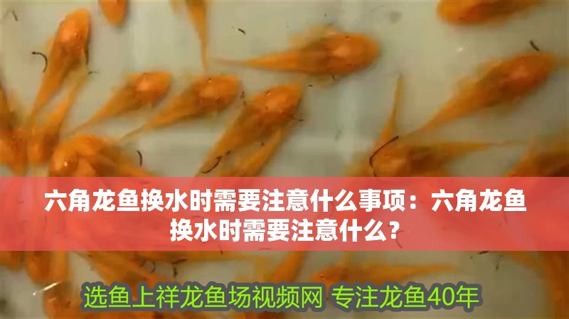 六角龍魚換水時需要注意什么事項：六角龍魚換水時需要注意什么？
