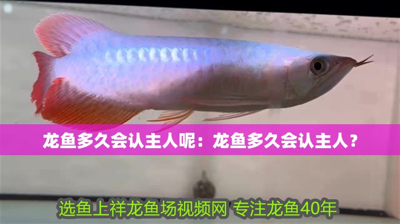 龍魚多久會認主人呢：龍魚多久會認主人？