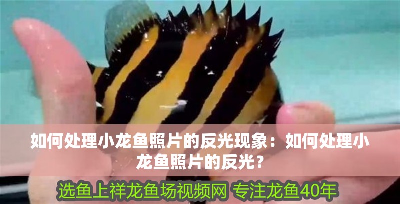 如何處理小龍魚照片的反光現象：如何處理小龍魚照片的反光？