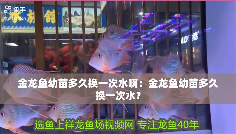 金龍魚幼苗多久換一次水啊：金龍魚幼苗多久換一次水？