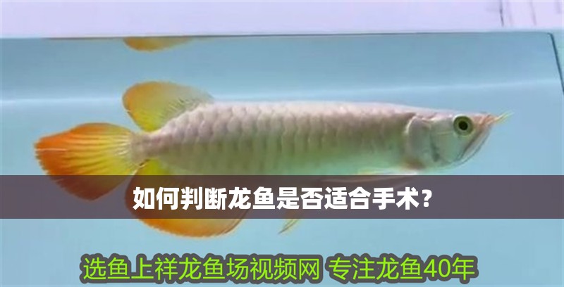如何判斷龍魚是否適合手術？