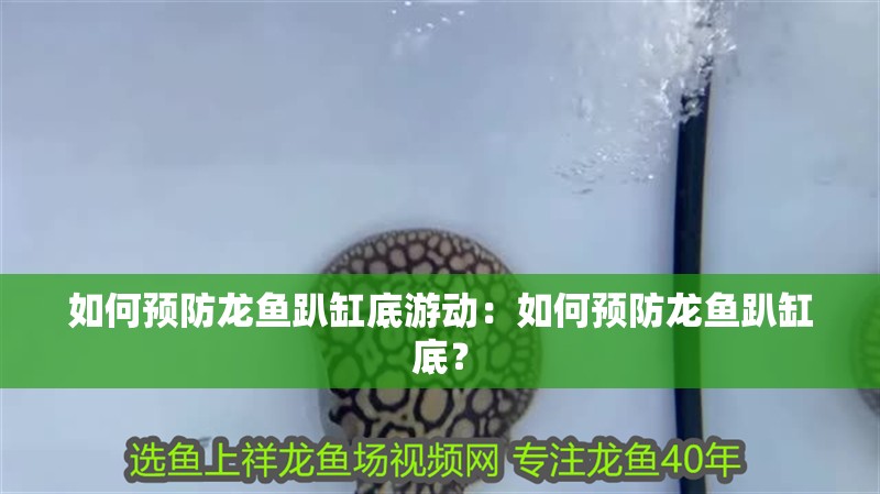 如何預(yù)防龍魚趴缸底游動：如何預(yù)防龍魚趴缸底？