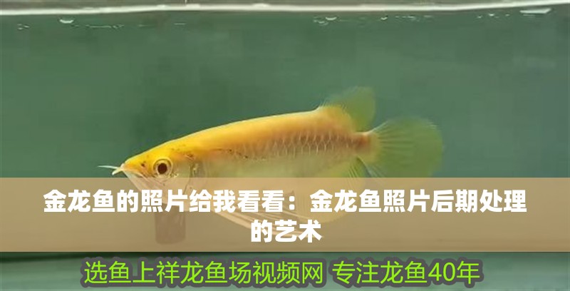 金龍魚的照片給我看看：金龍魚照片后期處理的藝術