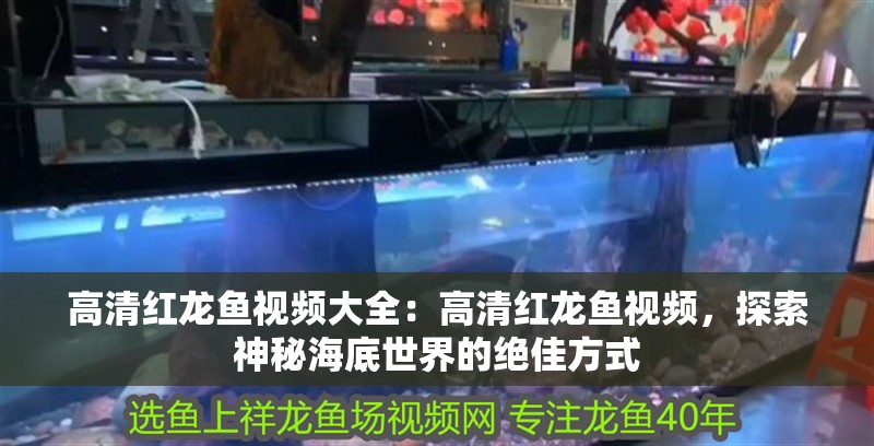 高清紅龍魚視頻大全：高清紅龍魚視頻，探索神秘海底世界的絕佳方式