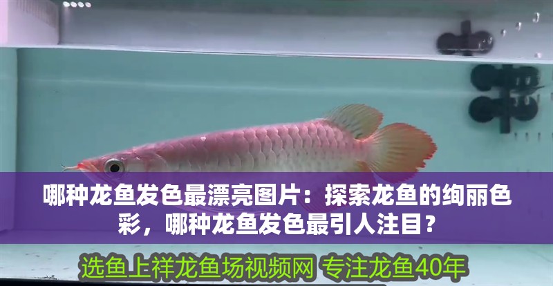 哪種龍魚發(fā)色最漂亮圖片：探索龍魚的絢麗色彩，哪種龍魚發(fā)色最引人注目？
