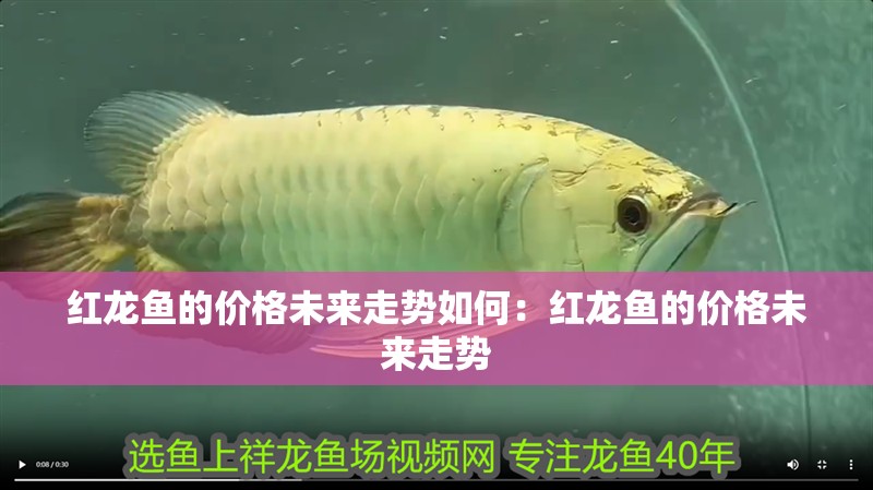 紅龍魚的價格未來走勢如何：紅龍魚的價格未來走勢