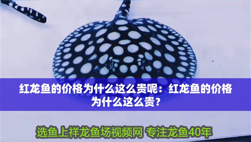 紅龍魚的價格為什么這么貴呢：紅龍魚的價格為什么這么貴？