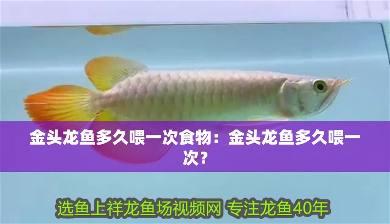 金頭龍魚多久喂一次食物：金頭龍魚多久喂一次？