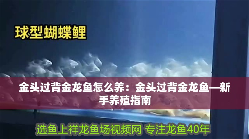 金頭過背金龍魚怎么養(yǎng)：金頭過背金龍魚—新手養(yǎng)殖指南