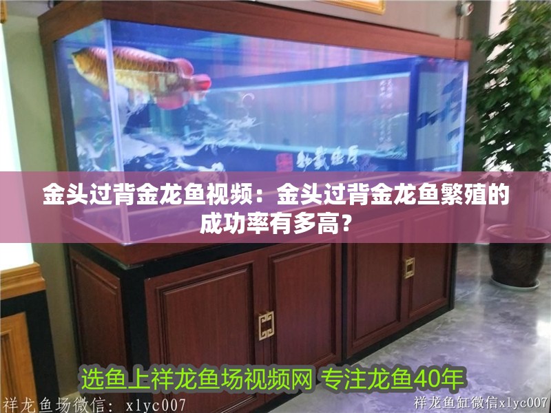 金頭過背金龍魚視頻：金頭過背金龍魚繁殖的成功率有多高？