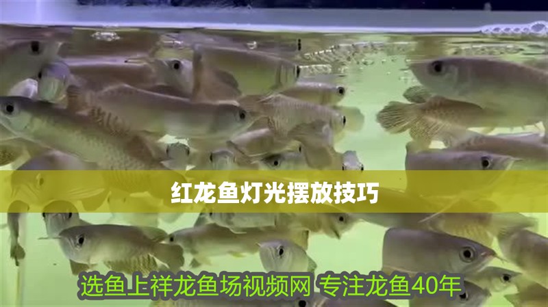 紅龍魚燈光擺放技巧
