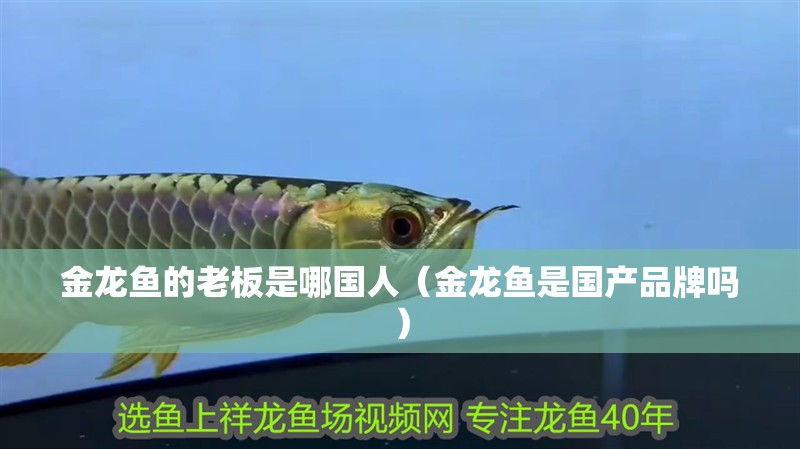 金龍魚的老板是哪國人（金龍魚是國產(chǎn)品牌嗎）