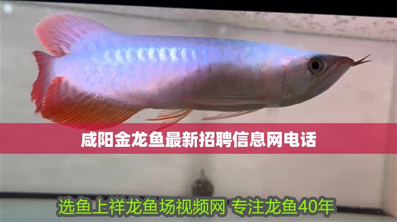 魚缸過濾器選購指南:自制魚缸過濾器魚缸上置過濾器對(duì)于養(yǎng)魚愛好者的必備知識(shí) 咸陽金龍魚最新招聘信息網(wǎng)電話 龍魚百科 咸陽金龍魚最新招聘信息網(wǎng)電話 咸陽金龍魚最新招聘信息網(wǎng)電話 龍魚百科