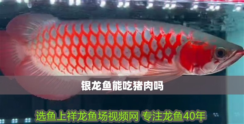 龍魚干蝦有營養(yǎng)嗎 銀龍魚能吃豬肉嗎 龍魚百科 銀龍魚能吃豬肉嗎 銀龍魚能吃豬肉嗎 龍魚百科