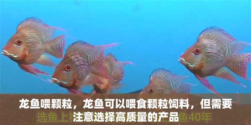 龍魚喂顆粒，龍魚可以喂食顆粒飼料，但需要注意選擇高質(zhì)量的產(chǎn)品