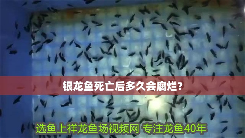 銀龍魚(yú)死亡后多久會(huì)腐爛？ 銀龍魚(yú)死亡后多久會(huì)腐爛？ 水族問(wèn)答