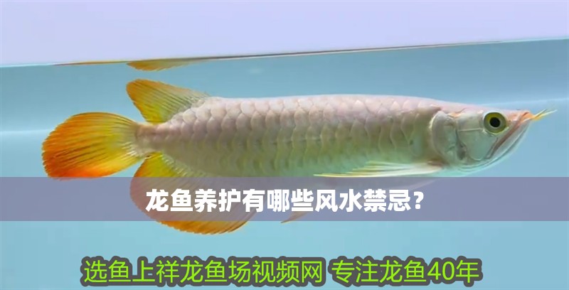 龍魚養(yǎng)護有哪些風(fēng)水禁忌？