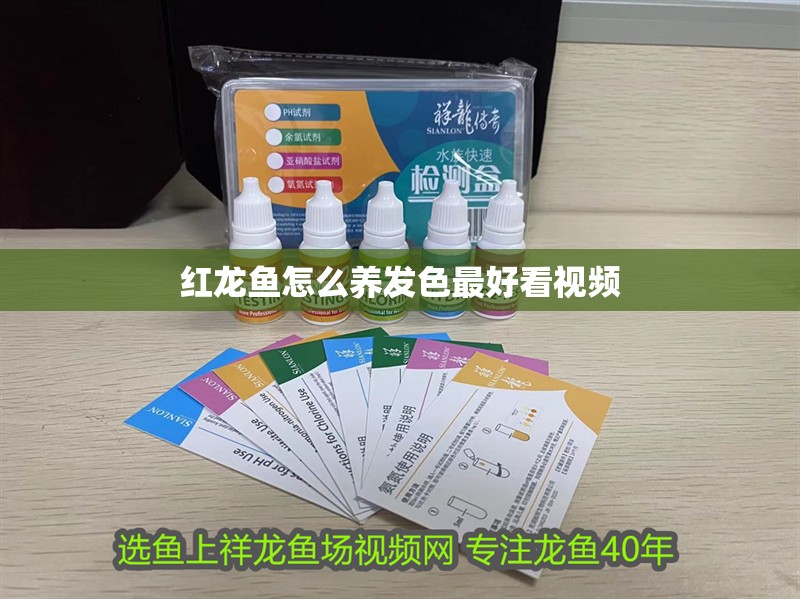 紅龍魚怎么養發色最好看視頻