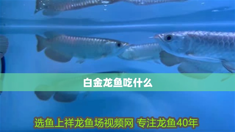 白金龍魚吃什么