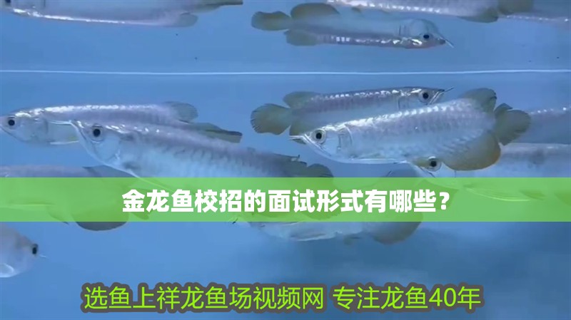 金龍魚校招的面試形式有哪些？