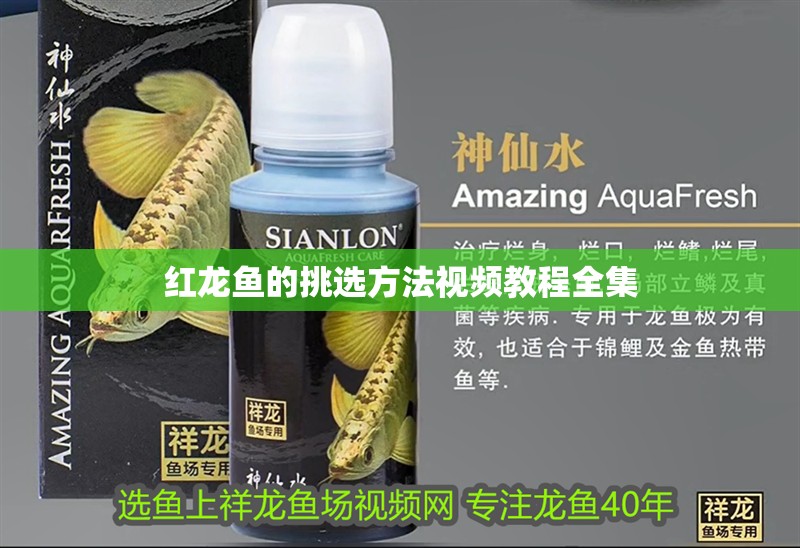 紅龍魚的挑選方法視頻教程全集