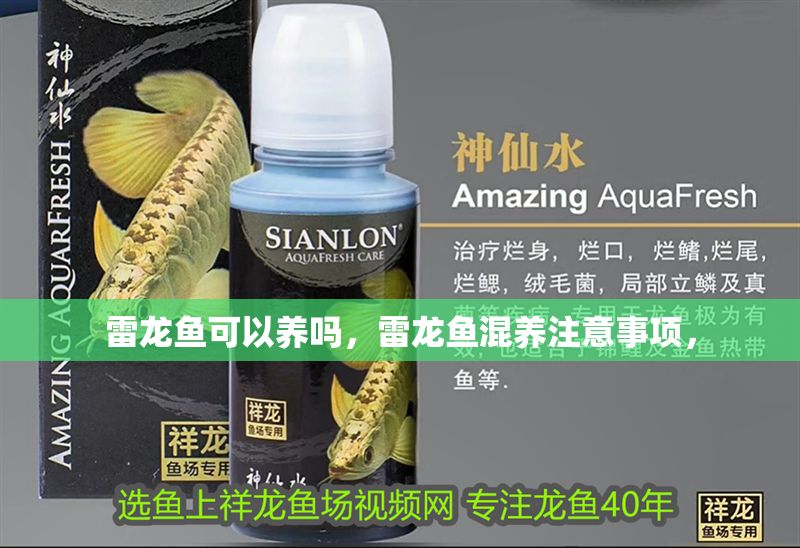 雷龍魚可以養嗎，雷龍魚混養注意事項，