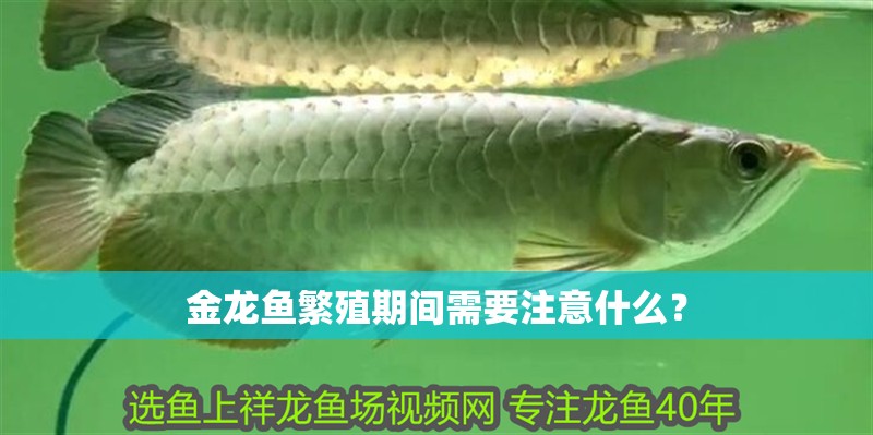 金龍魚繁殖期間需要注意什么？