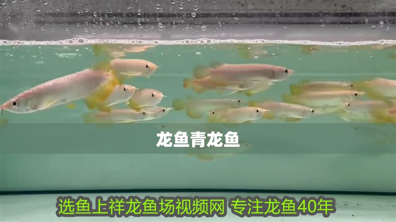 龍魚青龍魚
