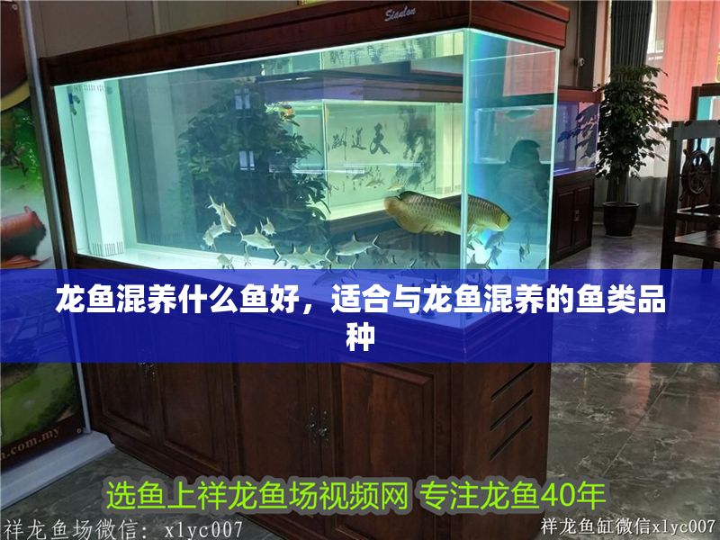 龍魚混養什么魚好，適合與龍魚混養的魚類品種