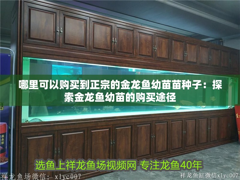 哪里可以購買到正宗的金龍魚幼苗苗種子：探索金龍魚幼苗的購買途徑