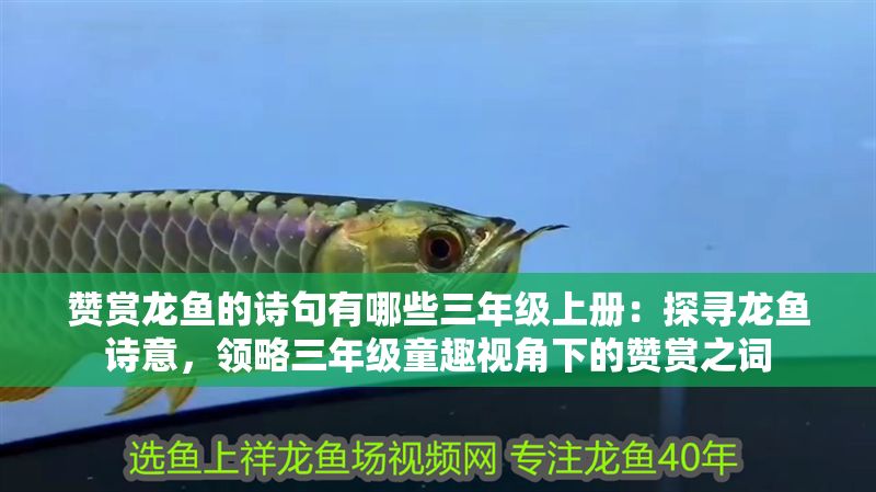 贊賞龍魚的詩句有哪些三年級上冊：探尋龍魚詩意，領(lǐng)略三年級童趣視角下的贊賞之詞