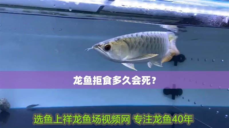 龍魚拒食多久會死？