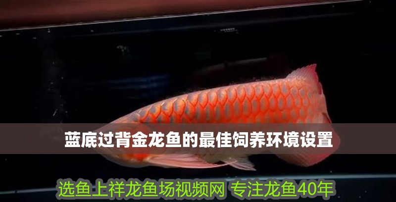 藍底過背金龍魚的最佳飼養環境設置