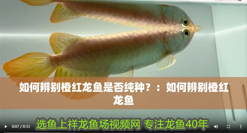 如何辨別橙紅龍魚是否純種？：如何辨別橙紅龍魚