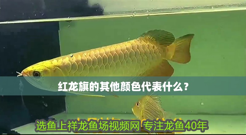 紅龍旗的其他顏色代表什么？ 紅龍旗的其他顏色代表什么？ 龍魚百科
