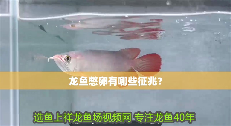 龍魚憋卵有哪些征兆？