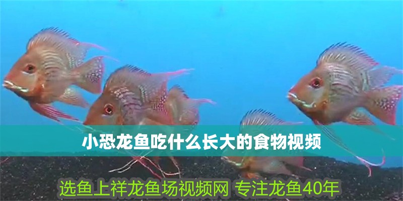 小恐龍魚吃什么長(zhǎng)大的食物視頻