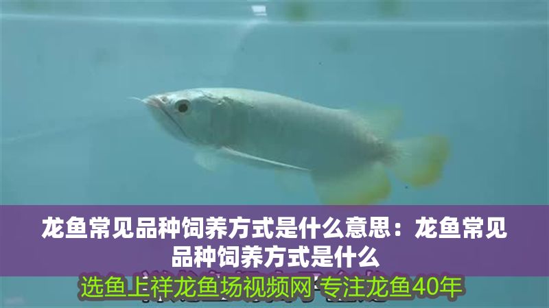 龍魚常見品種飼養方式是什么意思：龍魚常見品種飼養方式是什么