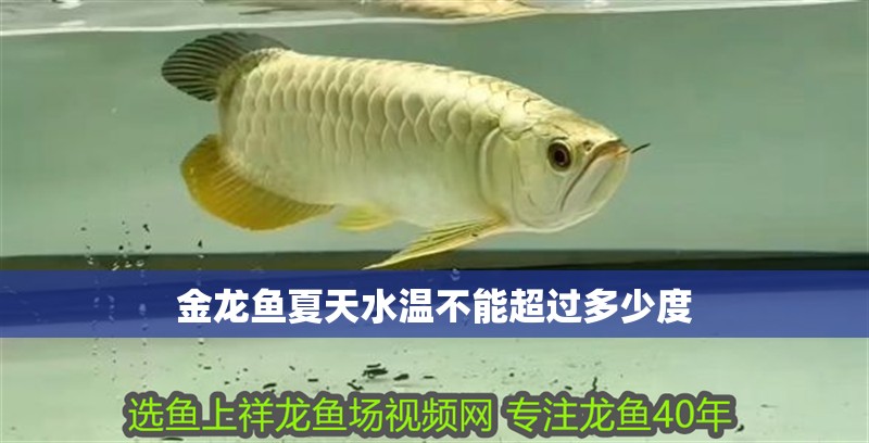 金龍魚夏天水溫不能超過多少度