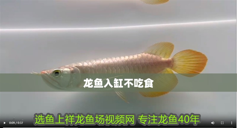 龍魚入缸不吃食