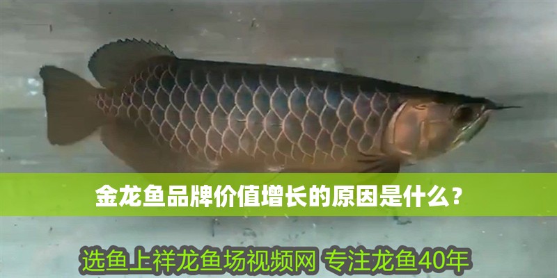 金龍魚品牌價值增長的原因是什么？