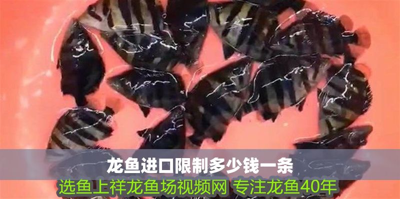 龍魚進口限制多少錢一條