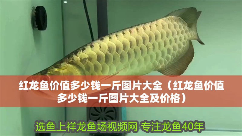 紅龍魚價值多少錢一斤圖片大全（紅龍魚價值多少錢一斤圖片大全及價格）