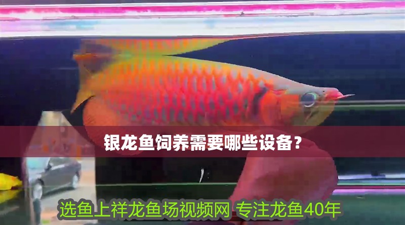 銀龍魚飼養需要哪些設備？