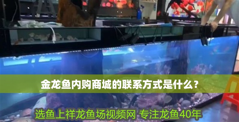 金龍魚內(nèi)購商城的聯(lián)系方式是什么？