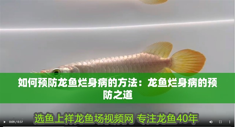如何預防龍魚爛身病的方法：龍魚爛身病的預防之道