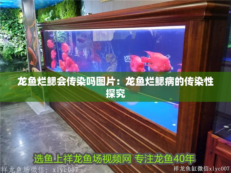 龍魚爛鰓會傳染嗎圖片：龍魚爛鰓病的傳染性探究