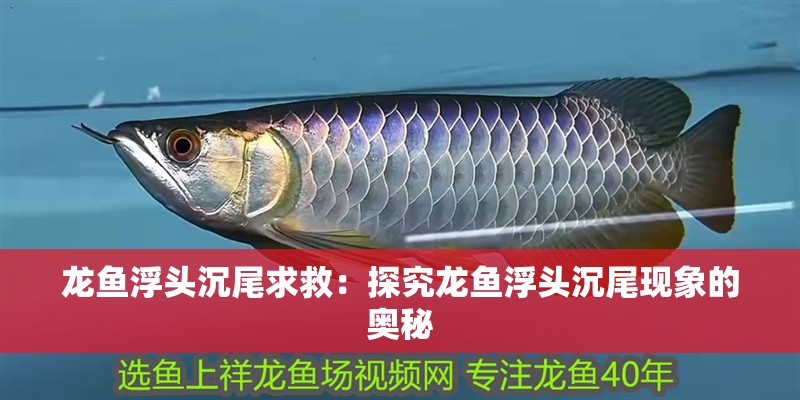 龍魚浮頭沉尾求救：探究龍魚浮頭沉尾現象的奧秘