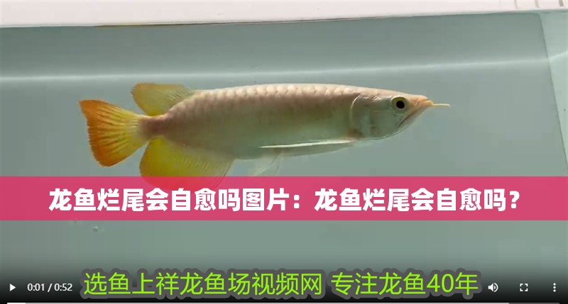 龍魚爛尾會自愈嗎圖片：龍魚爛尾會自愈嗎？